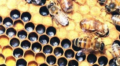 Αντιμετώπιση κιρσών με μελισσοκομικά προϊόντα