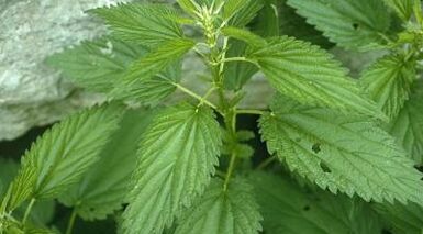 Αφέψημα βοτάνων για τη θεραπεία των κιρσών