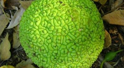 Συνταγές για αφεψήματα για τη θεραπεία των κιρσών